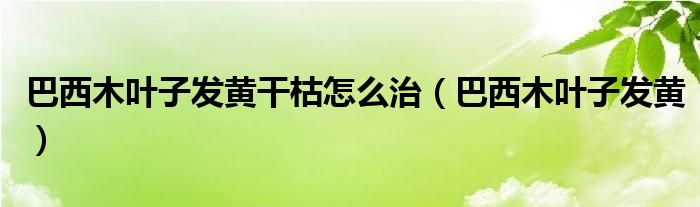 巴西木叶子发黄干枯怎么治（巴西木叶子发黄）