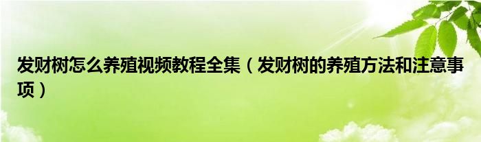 发财树怎么养殖视频教程全集（发财树的养殖方法和注意事项）