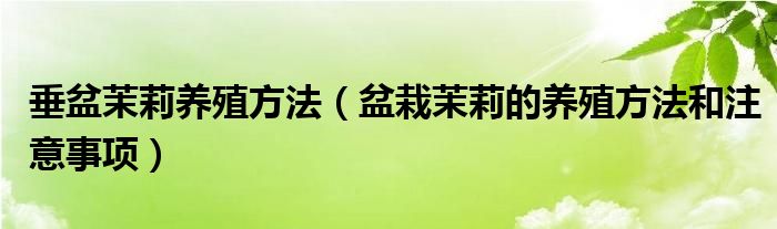 垂盆茉莉养殖方法（盆栽茉莉的养殖方法和注意事项）