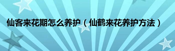 仙客来花期怎么养护（仙鹤来花养护方法）