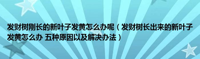 发财树刚长的新叶子发黄怎么办呢（发财树长出来的新叶子发黄怎么办 五种原因以及解决办法）