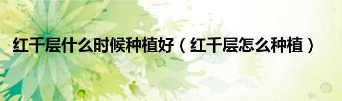 红千层什么时候种植好（红千层怎么种植）