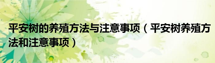 平安树的养殖方法与注意事项（平安树养殖方法和注意事项）