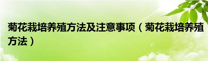 菊花栽培养殖方法及注意事项（菊花栽培养殖方法）