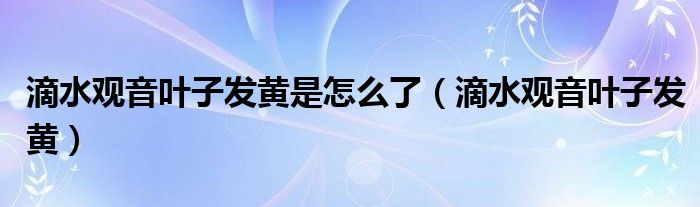 滴水观音叶子发黄是怎么了（滴水观音叶子发黄）