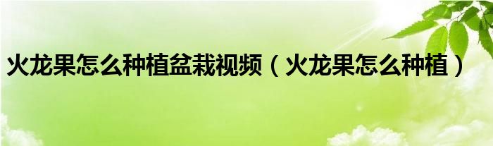 火龙果怎么种植盆栽视频（火龙果怎么种植）