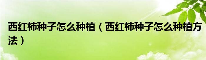 西红柿种子怎么种植（西红柿种子怎么种植方法）