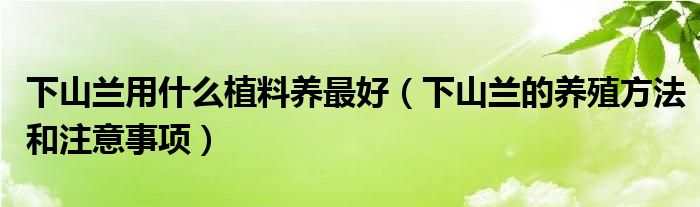 下山兰用什么植料养最好（下山兰的养殖方法和注意事项）