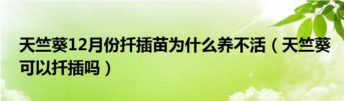 天竺葵12月份扦插苗为什么养不活（天竺葵可以扦插吗）