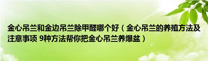 金心吊兰和金边吊兰除甲醛哪个好（金心吊兰的养殖方法及注意事项 9种方法帮你把金心吊兰养爆盆）