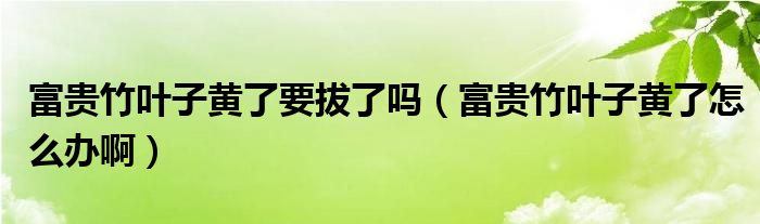 富贵竹叶子黄了要拔了吗（富贵竹叶子黄了怎么办啊）