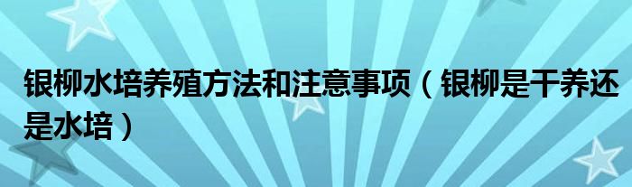 银柳水培养殖方法和注意事项（银柳是干养还是水培）