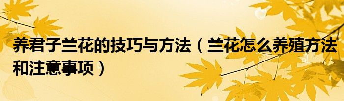 养君子兰花的技巧与方法（兰花怎么养殖方法和注意事项）