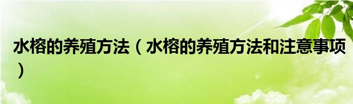 水榕的养殖方法（水榕的养殖方法和注意事项）