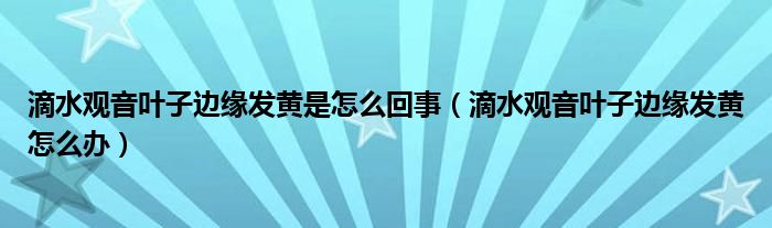 滴水观音叶子边缘发黄是怎么回事（滴水观音叶子边缘发黄怎么办）