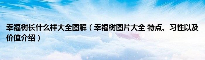 幸福树长什么样大全图解（幸福树图片大全 特点、习性以及价值介绍）