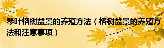 琴叶榕树盆景的养殖方法（榕树盆景的养殖方法和注意事项）