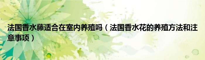 法国香水藤适合在室内养殖吗（法国香水花的养殖方法和注意事项）