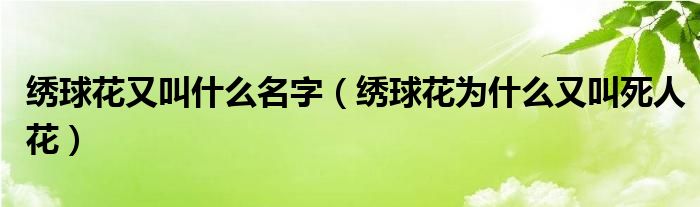 绣球花又叫什么名字（绣球花为什么又叫死人花）