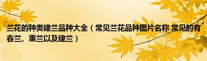 兰花的种类建兰品种大全（常见兰花品种图片名称 常见的有春兰、蕙兰以及建兰）