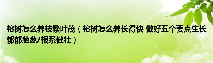 榕树怎么养枝繁叶茂（榕树怎么养长得快 做好五个要点生长郁郁葱葱/根系健壮）