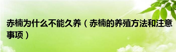 赤楠为什么不能久养（赤楠的养殖方法和注意事项）