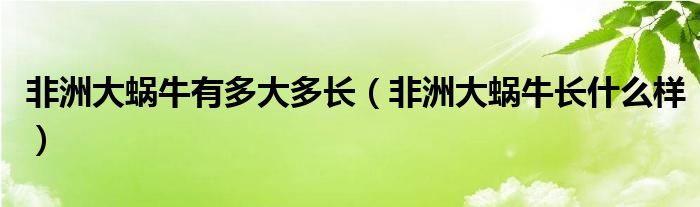 非洲大蜗牛有多大多长（非洲大蜗牛长什么样）