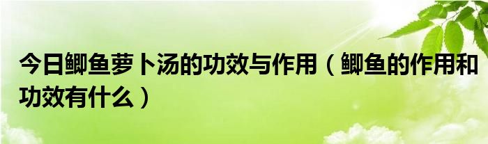 今日鲫鱼萝卜汤的功效与作用（鲫鱼的作用和功效有什么）