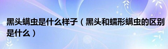 黑头螨虫是什么样子（黑头和蠕形螨虫的区别是什么）