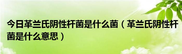 今日革兰氏阴性杆菌是什么菌（革兰氏阴性杆菌是什么意思）