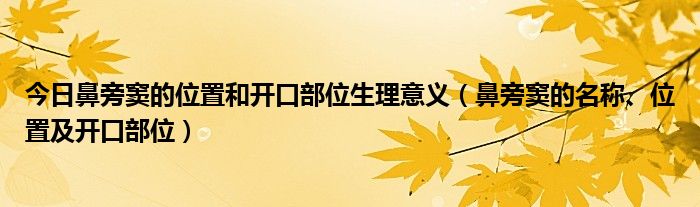 今日鼻旁窦的位置和开口部位生理意义（鼻旁窦的名称、位置及开口部位）