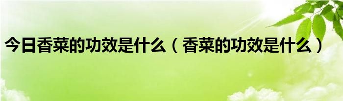 今日香菜的功效是什么（香菜的功效是什么）