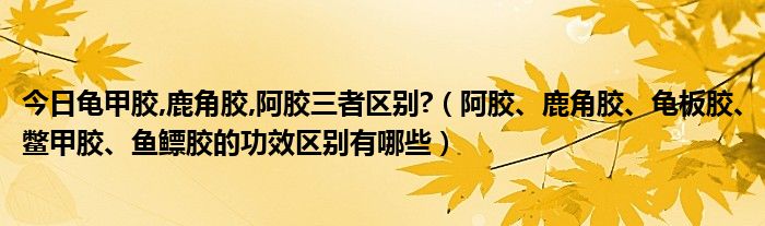 今日龟甲胶,鹿角胶,阿胶三者区别?（阿胶、鹿角胶、龟板胶、鳖甲胶、鱼鳔胶的功效区别有哪些）