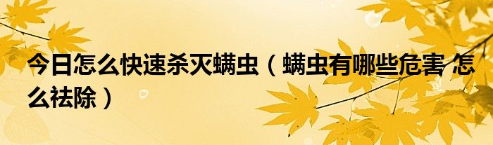 今日怎么快速杀灭螨虫（螨虫有哪些危害 怎么祛除）