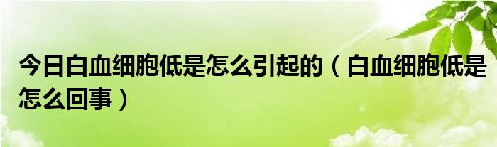 今日白血细胞低是怎么引起的（白血细胞低是怎么回事）