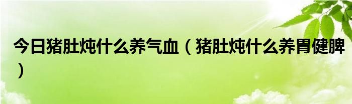 今日猪肚炖什么养气血（猪肚炖什么养胃健脾）