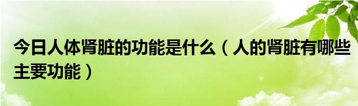 今日人体肾脏的功能是什么（人的肾脏有哪些主要功能）