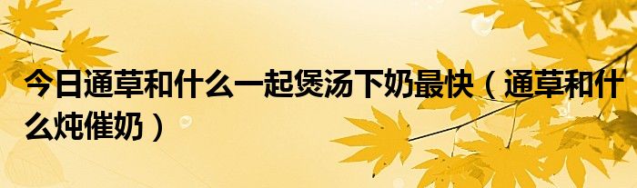 今日通草和什么一起煲汤下奶最快（通草和什么炖催奶）