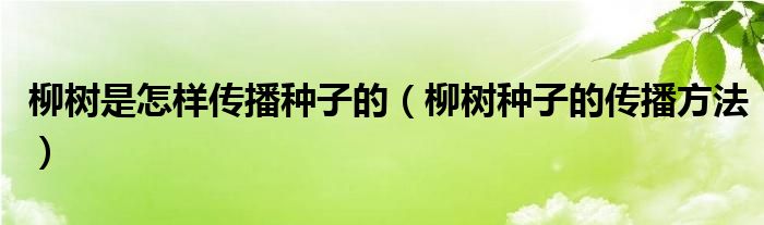 柳树是怎样传播种子的（柳树种子的传播方法）