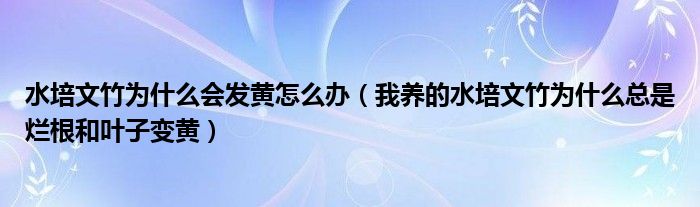 水培文竹为什么会发黄怎么办（我养的水培文竹为什么总是烂根和叶子变黄）