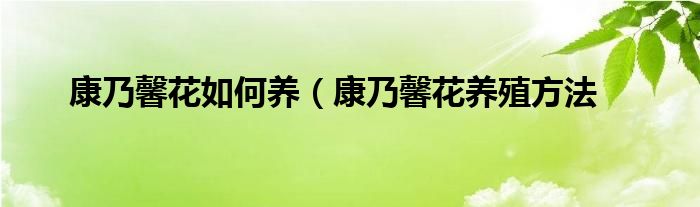 康乃馨花如何养（康乃馨花养殖方法