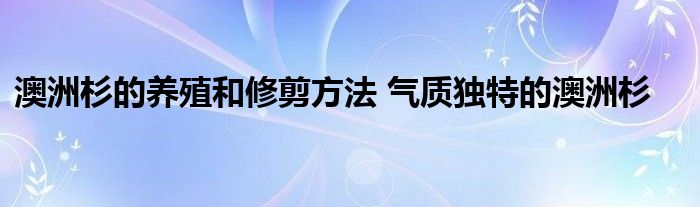 澳洲杉的养殖和修剪方法 气质独特的澳洲杉