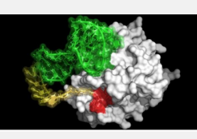 新分子模仿吸血生物的抗凝血作用