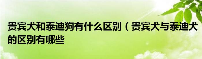 贵宾犬和泰迪狗有什么区别（贵宾犬与泰迪犬的区别有哪些