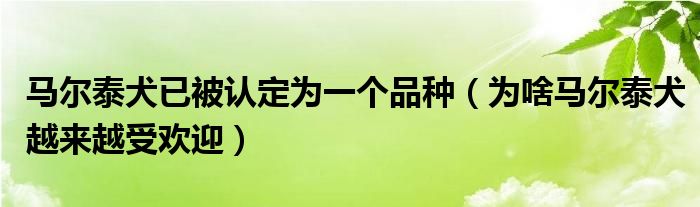 马尔泰犬已被认定为一个品种（为啥马尔泰犬越来越受欢迎）