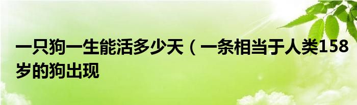 一只狗一生能活多少天（一条相当于人类158岁的狗出现