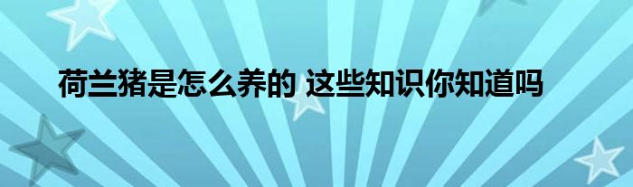 荷兰猪是怎么养的 这些知识你知道吗