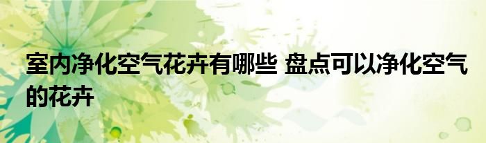 室内净化空气花卉有哪些 盘点可以净化空气的花卉