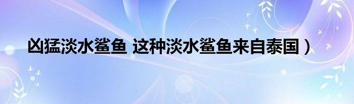 凶猛淡水鲨鱼 这种淡水鲨鱼来自泰国）