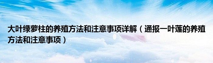 大叶绿萝柱的养殖方法和注意事项详解（通报一叶莲的养殖方法和注意事项）